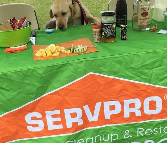 Table covered in green SERVPRO banner with a golden retriever eating off of it