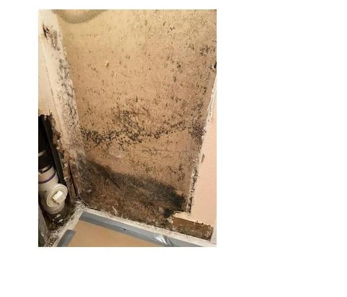 interior wall in bathroom covered in mold